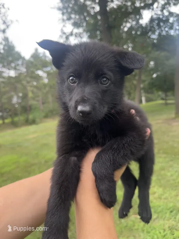Red  – German Shepherd Dog puppy for sale in Rensselaer, IN