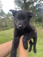 Red , a female German Shepherd Dog for sale in Rensselaer, IN – 1 of 4