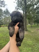 Yellow, a female German Shepherd Dog for sale in Rensselaer, IN – 4 of 5