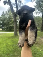 Light blue , a male German Shepherd Dog for sale in Rensselaer, IN – 4 of 4