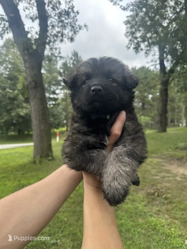 Green  – German Shepherd Dog puppy for sale in Rensselaer, IN