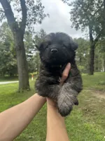 Green , a male German Shepherd Dog for sale in Rensselaer, IN – 1 of 4