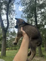 Blue , a male German Shepherd Dog for sale in Rensselaer, IN – 4 of 5
