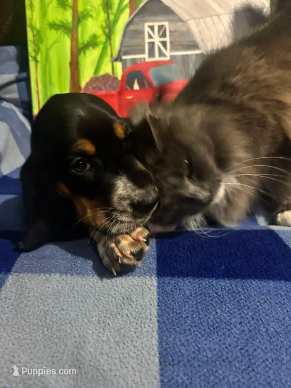 Tri color male, a male Basset Hound for sale in Chauncey, GA – Photo 1 of 9