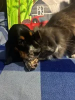 Tri color male, a male Basset Hound for sale in Chauncey, GA – Photo 1 of 9