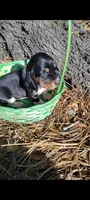 Tri color male, a male Basset Hound for sale in Chauncey, GA – Photo 9 of 9