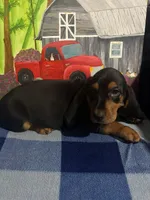 Black and tan girl, a female Basset Hound for sale in Chauncey, GA – Photo 8 of 8