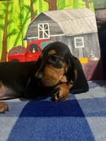 Black and tan girl, a female Basset Hound for sale in Chauncey, GA – Photo 6 of 8