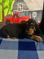 Black and tan girl, a female Basset Hound for sale in Chauncey, GA – Photo 7 of 8