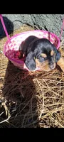 Black and tan girl, a female Basset Hound for sale in Chauncey, GA – Photo 2 of 8