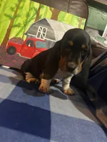 Black and tan girl, a female Basset Hound for sale in Chauncey, GA – Photo 5 of 8