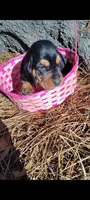 Black and tan girl, a female Basset Hound for sale in Chauncey, GA – Photo 4 of 8