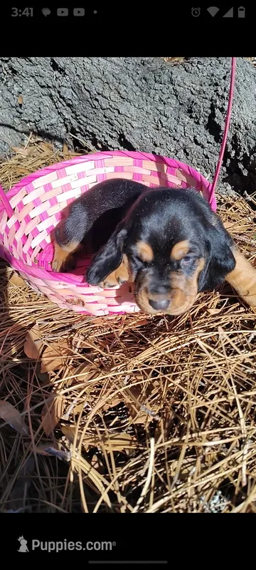 Black and tan girl, a female Basset Hound for sale in Chauncey, GA – Photo 1 of 8