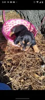 Black and tan girl, a female Basset Hound for sale in Chauncey, GA – Photo 3 of 8