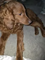 Hershey, a male Irish Setter and Poodle - Miniature  for sale in Saginaw, MI – Photo 2 of 2