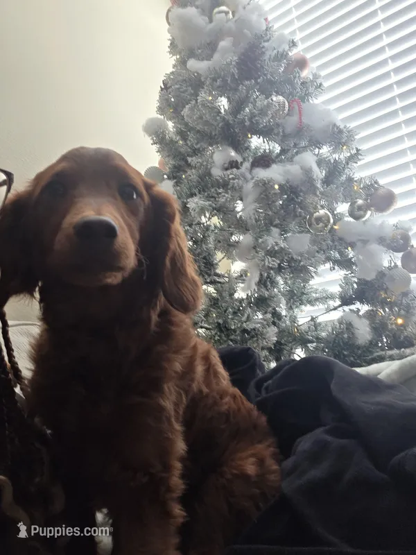 Hershey – Irish Setter, Poodle - Miniature  puppy for sale in Saginaw, MI