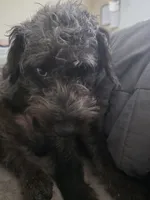 Berry Blu, a male Jack Russell Terrier and Poodle - Miniature  for sale in Saginaw, MI – 2 of 2