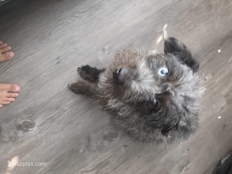 Rufus – Jack Russell Terrier, Poodle - Miniature  puppy for sale in Saginaw, MI