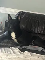 Rocky, a male German Shepherd Dog and American Pit Bull Terrier for sale in Fuquay Varina, NC – Photo 2 of 6