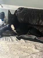 Rocky, a male German Shepherd Dog and American Pit Bull Terrier for sale in Fuquay Varina, NC – Photo 3 of 6