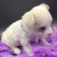 AKC Pixel, a  Maltese for sale in Lakeland, FL – 2 of 2