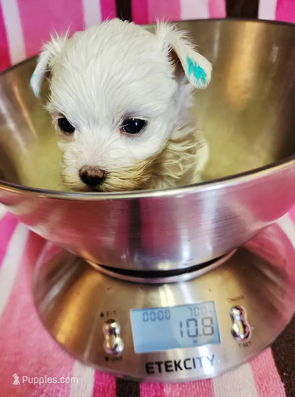 AKC Button – Maltese puppy for sale in Lakeland, FL