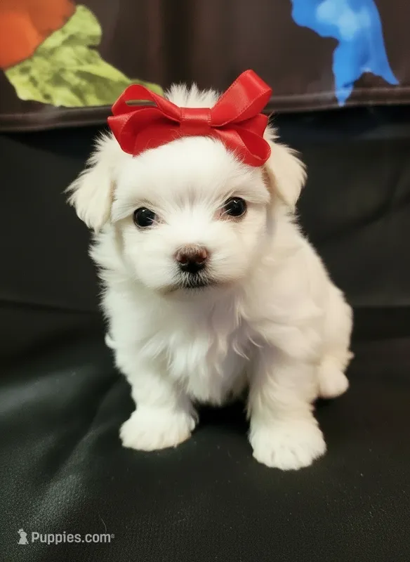 AKC Summer Rose – Maltese puppy for sale in Lakeland, FL