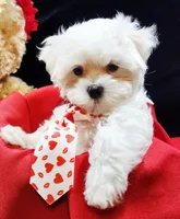 AKC Valen, a male Maltese for sale in Lakeland, FL – Photo 9 of 10
