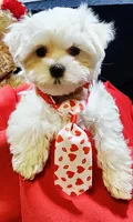 AKC Valen, a male Maltese for sale in Lakeland, FL – Photo 6 of 10