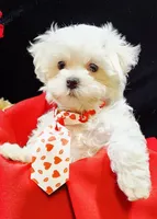 AKC Valen, a male Maltese for sale in Lakeland, FL – Photo 2 of 10