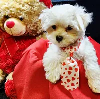 AKC Valen, a male Maltese for sale in Lakeland, FL – Photo 10 of 10