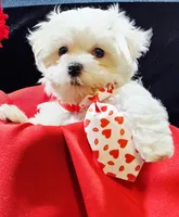 AKC Valen, a male Maltese for sale in Lakeland, FL – Photo 4 of 10