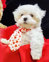 AKC Valen, a male Maltese for sale in Lakeland, FL – Photo 3 of 10