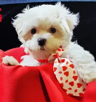 AKC Valen, a male Maltese for sale in Lakeland, FL – Photo 1 of 10