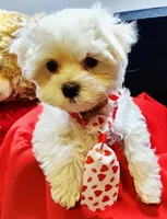 AKC Valen, a male Maltese for sale in Lakeland, FL – Photo 8 of 10