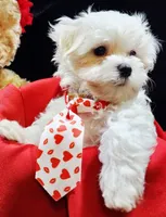 AKC Valen, a male Maltese for sale in Lakeland, FL – Photo 5 of 10