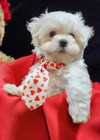 AKC Valen, a male Maltese for sale in Lakeland, FL – Photo 7 of 10