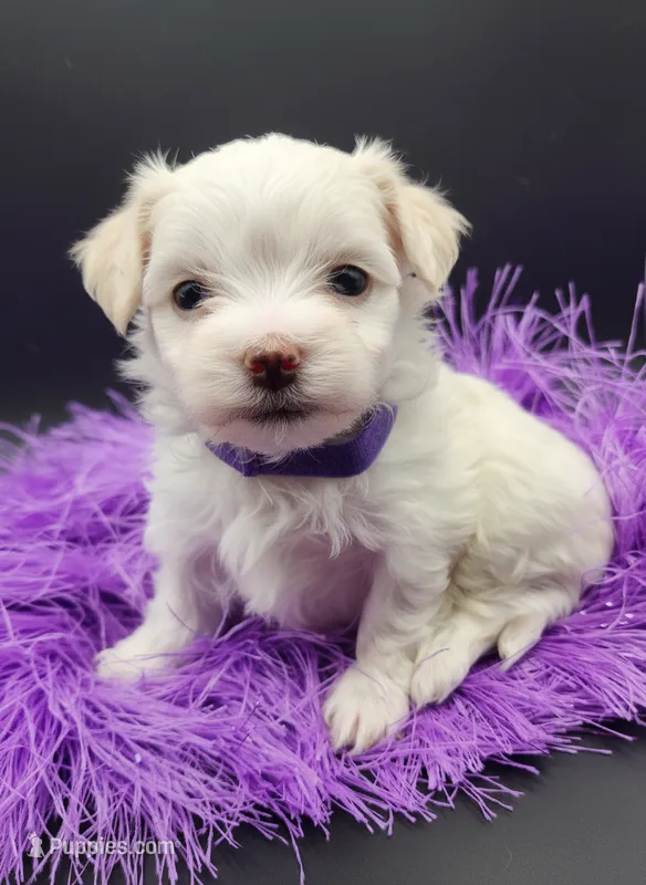 AKC Pixel – Maltese puppy for sale in Lakeland, FL
