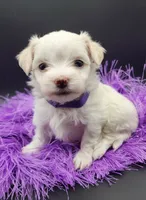 AKC Pixel, a  Maltese for sale in Lakeland, FL – 1 of 2