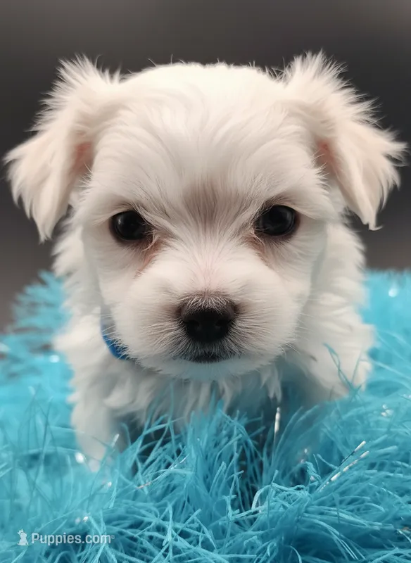 AKC Rascal – Maltese puppy for sale in Lakeland, FL