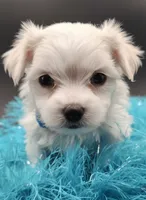 AKC Rascal, a  Maltese for sale in Lakeland, FL – 1 of 1