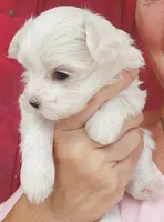 AKC Summer Rose, a  Maltese for sale in Lakeland, FL – 2 of 2