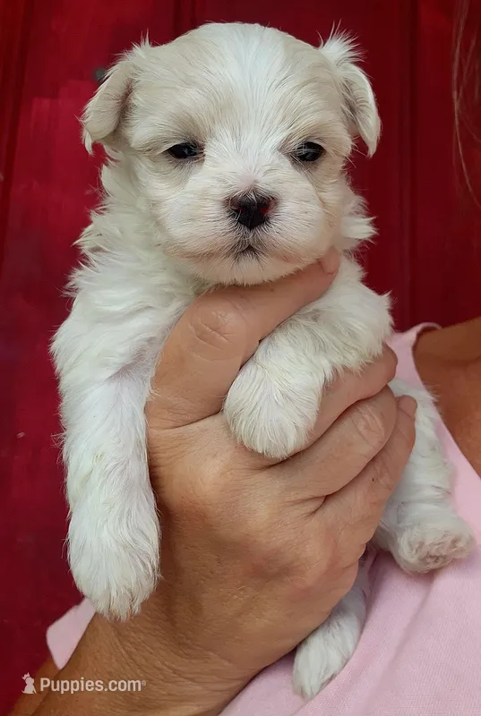 AKC Summer Rose – Maltese puppy for sale in Lakeland, FL