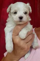 AKC Summer Rose, a  Maltese for sale in Lakeland, FL – 1 of 2