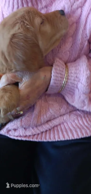 Orange Girl – Golden Retriever puppy for sale in Colorado Springs, CO