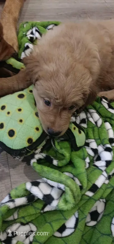 Dark Pink – Golden Retriever puppy for sale in Colorado Springs, CO