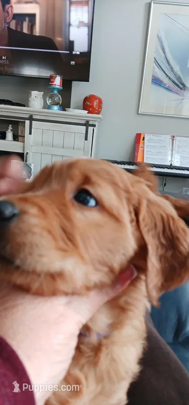 Purple Girl – Golden Retriever puppy for sale in Colorado Springs, CO