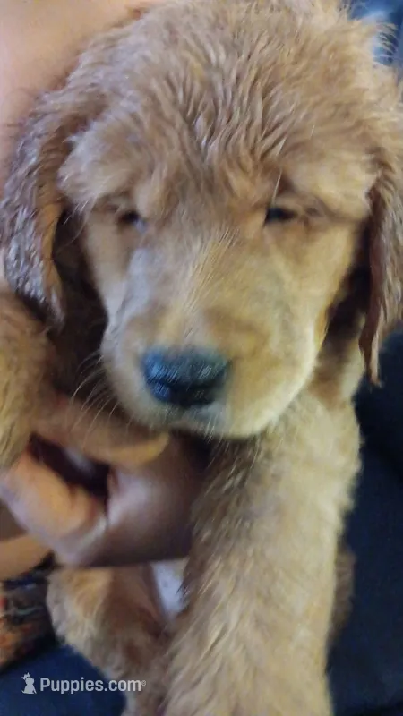 White Girl – Golden Retriever puppy for sale in Colorado Springs, CO