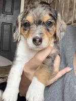BJ, a male Beagle and Poodle - Toy  for sale in Katy, TX – 1 of 4