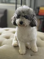 BJ, a male Beagle and Poodle - Toy  for sale in Katy, TX – 4 of 4